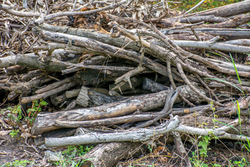 An image of a lot of pyre, woodpile, pyre from mango tree.