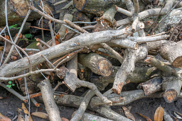 An image of a lot of pyre, woodpile, pyre from mango tree.