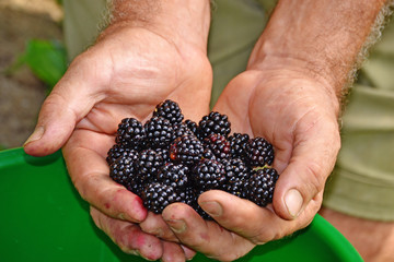 Recogiendo moras frescas de la cosecha.