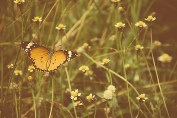 butterfly on grass flower, vintage style.