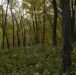 Boy Walking in Autumn Woods