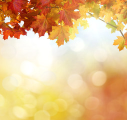  autumn maple leaves