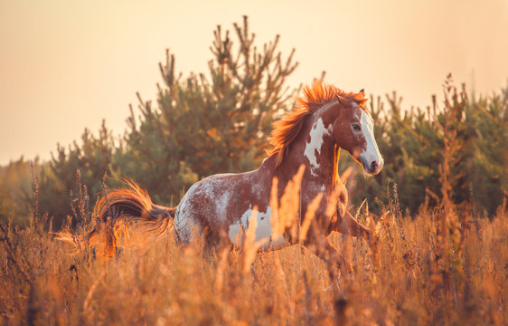 Fototapeta horse