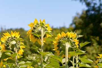 Sunflowers turned away from the sun in field in France