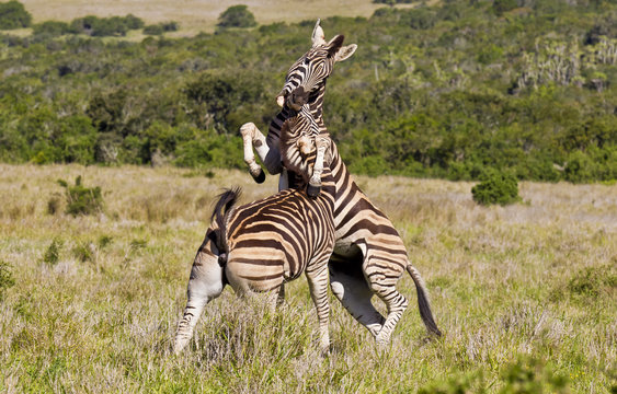 Playful zebras