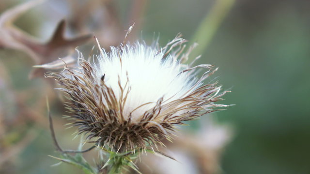 Dry flower thistle flower