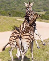 Zebras jumping and biting each other