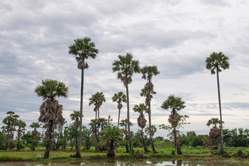Fototapeta na wymiar Fields and palm after the rain.