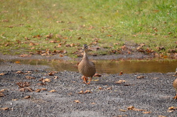 Enten auf einem Weg