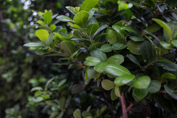 a well landscaped hedge of bushes boxwood, background