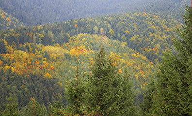  Autumn Colors in the Forest