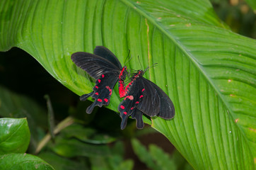 Plakat mating butterflies