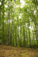 Beech Forest