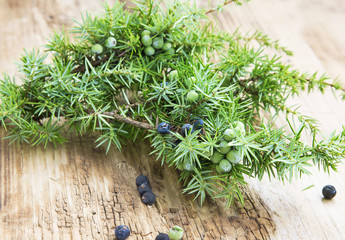 Juniper Fruits and Branch