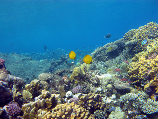 Naklejka na ściany i meble coral reef with butterflyfishes in tropical sea, underwater