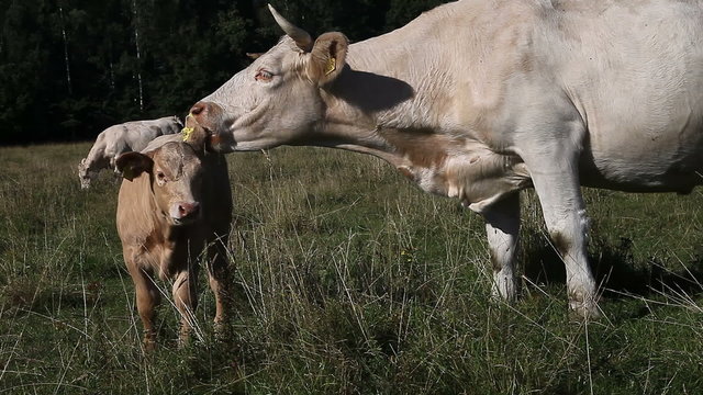 White cow licking calf in pasture. Charolais breed cow, calf - crossbreed with Limousine cattle. Cow on foreground, more cattle on background. Cow care for calf.