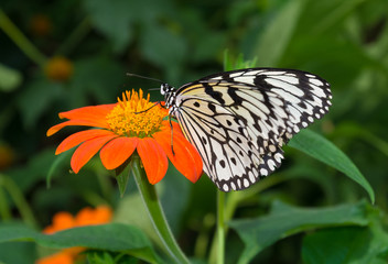 butterfly on flower