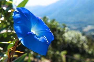 pétunia bleu dans une vallée corse. 
