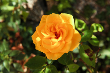 Rose jaune de Corse