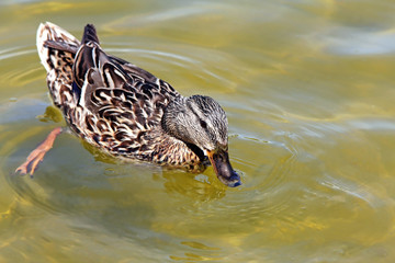 A duck in water