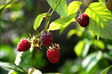 BRANCH OF RIPE juicy RASPBERRY