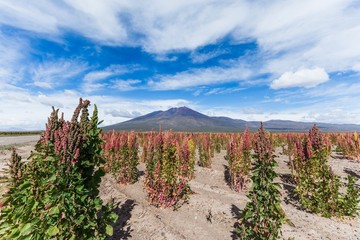 quinoa fields in the bolivian altiplano