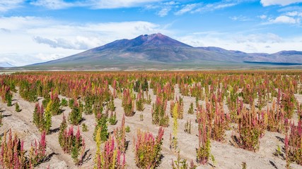 quinoa fields in the bolivian altiplano - 93323099