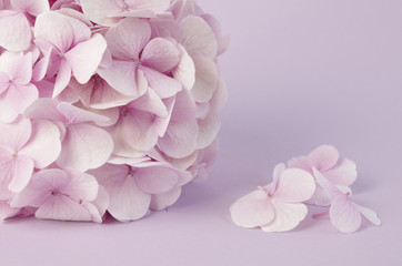einzelne rosa hortensie