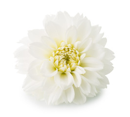 Fleur de dahlias isolé sur fond blanc