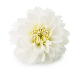 Papier Peint photo Lavable Dahlia Fleur de dahlias isolé sur fond blanc