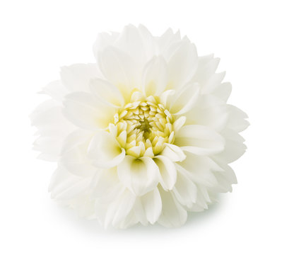 Fototapeta dahlias flower isolated on the white background