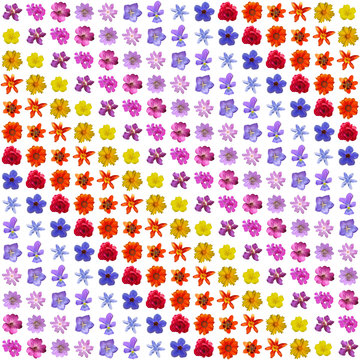Floral rainbow - collage of isolated colorful blossoms.
