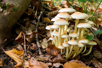 Pilze im Märchenwald