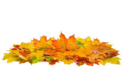 Autumn red and yellow maple leaves isolated on white