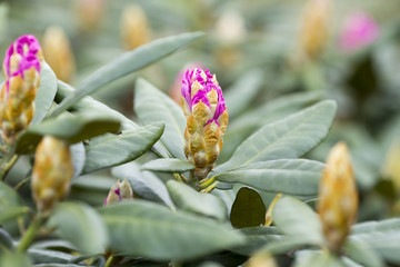Rhododendron bloom in spring. Beautiful picture.