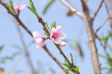 Peach blossom At Khun Sathan National Park