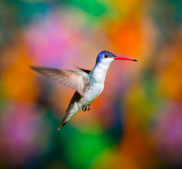 Violet Crowned Hummingbird. Using different backgrounds the bird becomes more interesting and blends with the colors. These birds are native to Mexico and brighten up most gardens where flowers bloom.