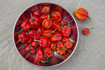 Trinidad Moruga Scorpion - Chilli Peppers
