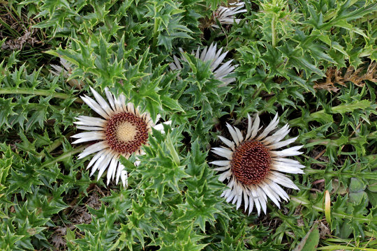 carlina acaulis