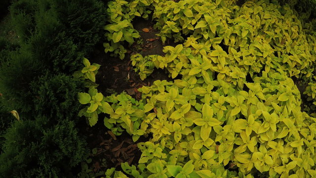 Flower Garden in city park