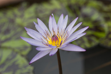 Beautiful lotus bloom in the park.