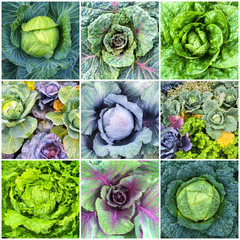Leaf vegetables, cabbage and lettuce collage