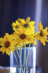 fleurs jaunes coupées