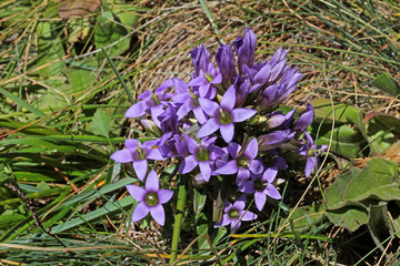 genzianella dell'Engadina (gentianella engadinensis)