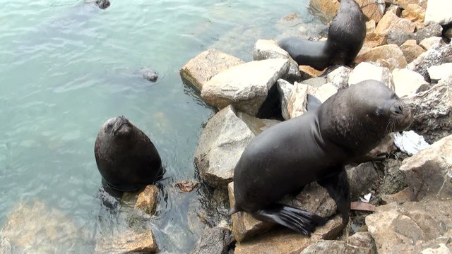 South American Sea Lions Waiting To Be Fed - Otaria Flavescens - Coquimbo - Chile - November 2013