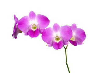 Fototapeta na wymiar Purple orchid on white