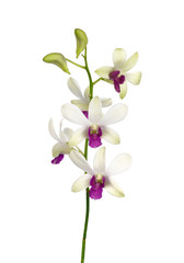 White orchid on white background