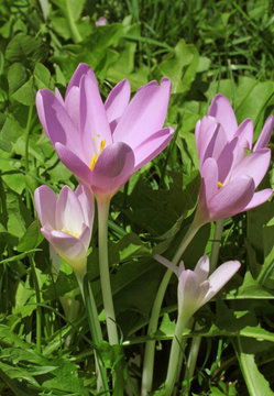 colchico (colchicum autumnale)