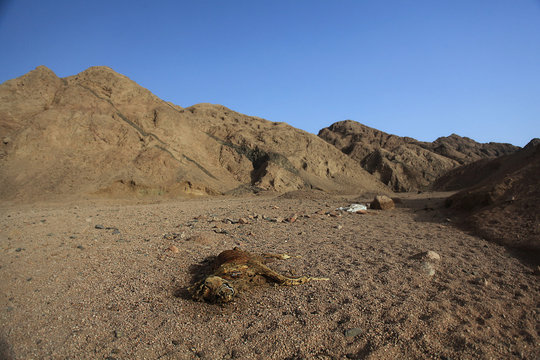 death desert drought stones