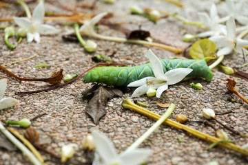 Worm slither pass flower